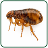 pulci