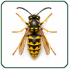 vespe