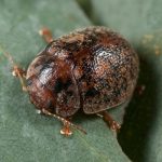 Cocciniglia Tartaruga